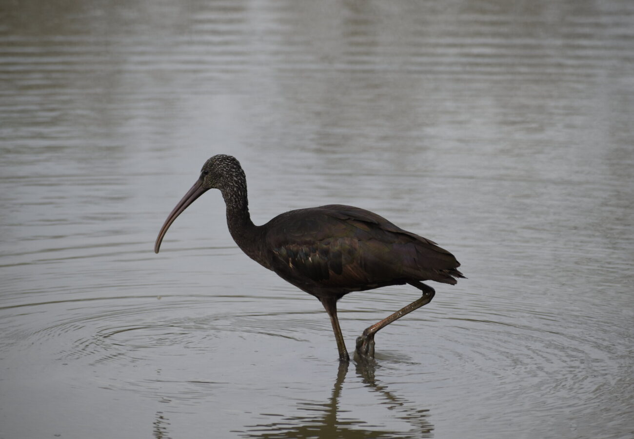 Foto di un Ibis Falcinello che cammina nelle acque della laguna