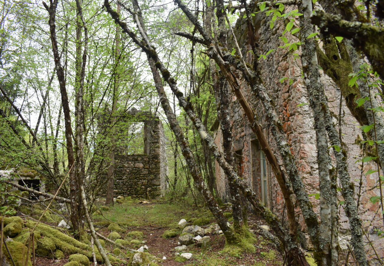 foto di case abbandonate alla natura in mezzo alla foresta