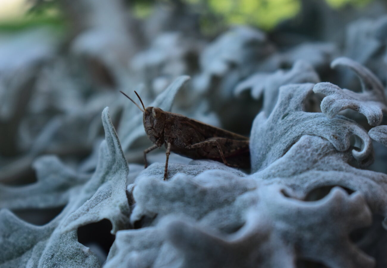 Foto di cavalletta posata su una foglia della pianta Cineraria